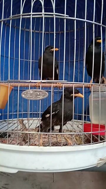 Chim Sáo đen non 3 con. Mua bán Chim tại Thành phố Sóc Trăng Sóc Trăng được đăng bởi hải p3 hình 1