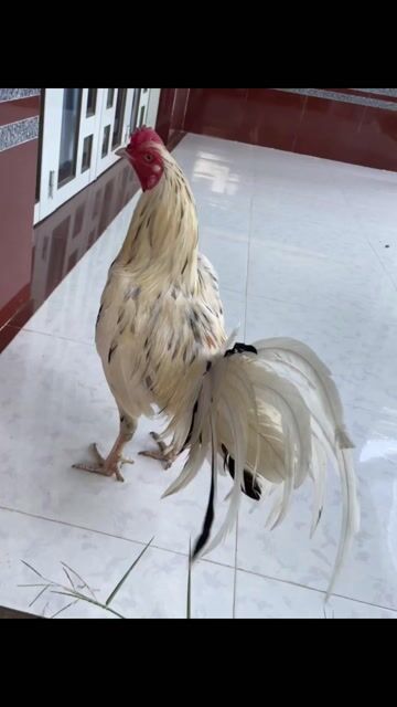 Thái mỹ trạng 3ki6 lông mã đùi + túc con. Mua bán Gà tại Huyện Trà Cú Trà Vinh được đăng bởi Thanh Sang hình 1