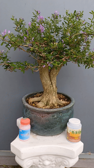 Linh sam bonsai trực lắc đế nôm dáng huynh đệ h30. Mua bán Cây cảnh, đồ trang trí tại Quận Tân Bình Tp Hồ Chí Minh được đăng bởi Bonsai và Chậu xưa hình 1