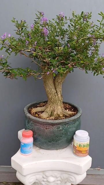 Linh sam bonsai trực lắc đế nôm dáng huynh đệ h30. Mua bán Cây cảnh, đồ trang trí tại Quận Tân Bình Tp Hồ Chí Minh được đăng bởi Bonsai và Chậu xưa hình 1