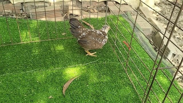 Gà Mái Cộc Khét Bông 4 tháng. Mua bán Gà tại Thị xã Bến Cát Bình Dương được đăng bởi Lê Chí Nguyễn hình 1