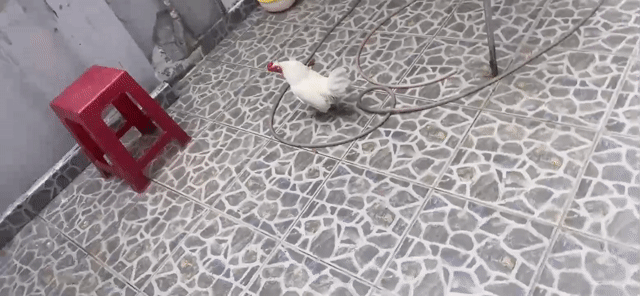 Gà tre đá Trắng 2 năm 800-900 gram, tặng 2 bội gà . Mua bán Gà tại Quận Bình Tân Tp Hồ Chí Minh được đăng bởi Tân Tân Seafoods hình 1