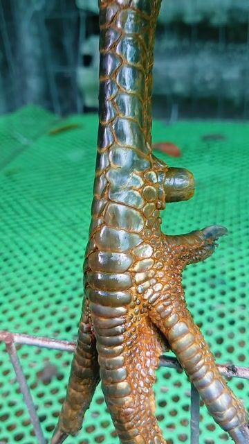 Gà trống Xanh que đực 2.9kg mới. Mua bán Gà tại Thành phố Sóc Trăng Sóc Trăng được đăng bởi Quốc Sóc Trăng hình 1