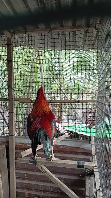 Gà Đực Đỏ đen, Trắng 2.95 kg. Mua bán Gà tại Quận Cái Răng Cần Thơ được đăng bởi Nguyễn Thanh Nhã hình 1