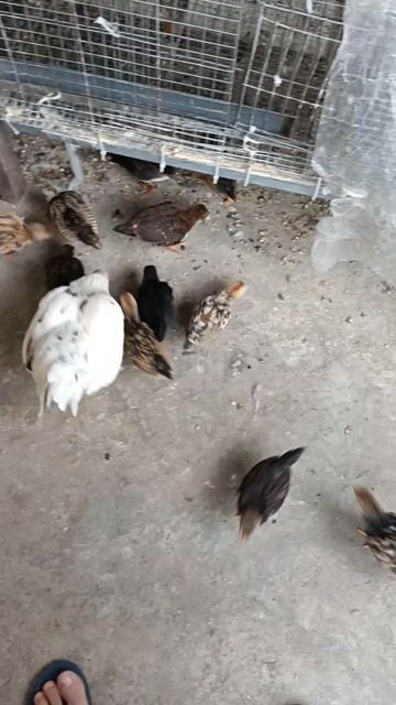 gà tre. Mua bán Gà tại Huyện Quốc Oai Hà Nội được đăng bởi vinh hình 1