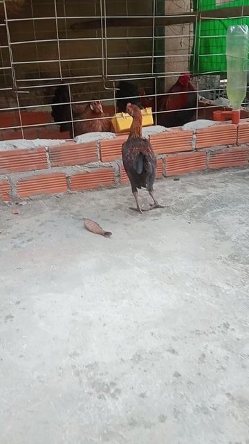 Gà tre Cuban Mỹ trống 4 tháng. Mua bán Gà tại Quận Gò Vấp Tp Hồ Chí Minh được đăng bởi Cuban Lai hình 1