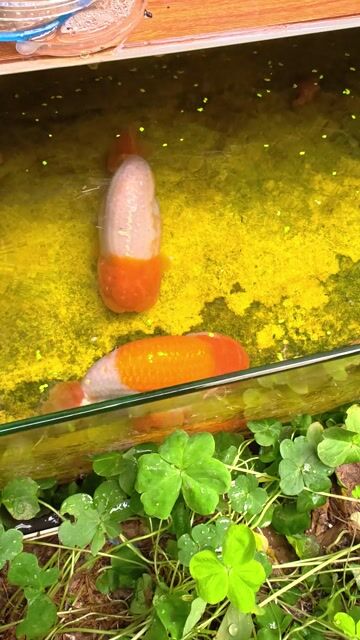 Cá Ranchu đầu lân Cam trắng. Mua bán Thú cưng khác tại Quận Lê Chân Hải Phòng được đăng bởi Tuan hình 1