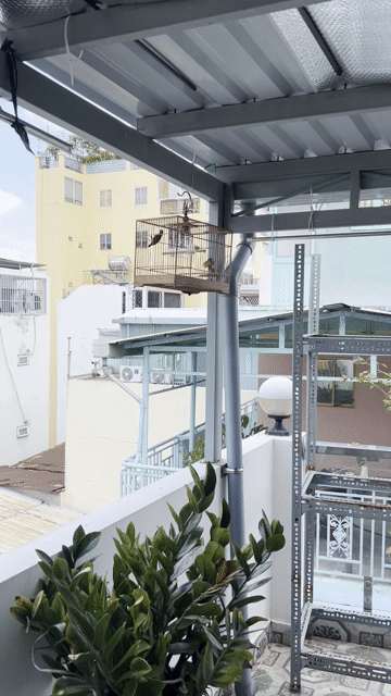 Chim hút mật 7 màu 2 năm. Mua bán Chim tại Quận Bình Thạnh Tp Hồ Chí Minh được đăng bởi sang hình 1