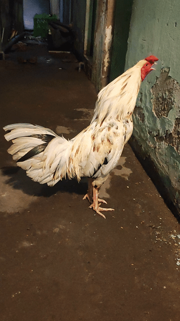 Gà giống 2.7kg Trắng Đực. Mua bán Gà tại Huyện Bình Chánh Tp Hồ Chí Minh được đăng bởi silin hình 1