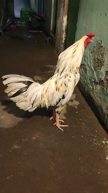 Gà giống 2.7kg Trắng Đực. Mua bán Gà tại Huyện Bình Chánh Tp Hồ Chí Minh được đăng bởi silin hình 1