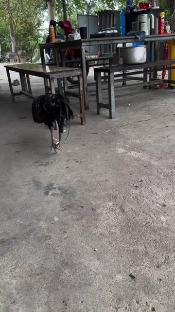 bán gà. Mua bán Gà tại Huyện Gia Lâm Hà Nội được đăng bởi Ng nhu nam hình 1