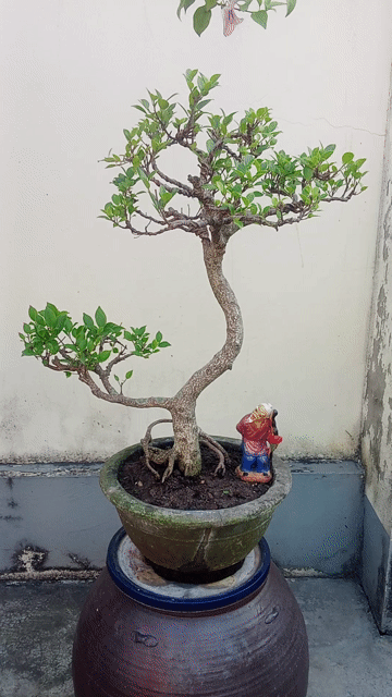 Cây cảnh Bonsai Si búp mini. Mua bán Cây cảnh, đồ trang trí tại Huyện An Dương Hải Phòng được đăng bởi lexus hình 1