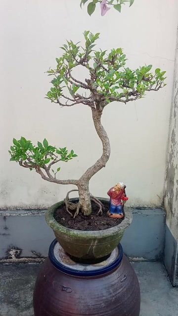 Cây cảnh Bonsai Si búp mini. Mua bán Cây cảnh, đồ trang trí tại Huyện An Dương Hải Phòng được đăng bởi lexus hình 1