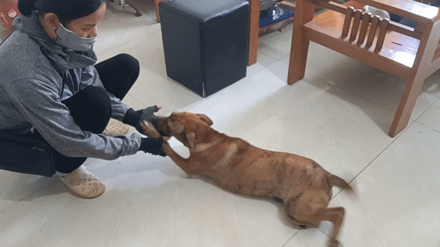 Chó Phú Quốc lai 4,5 tháng đã tiêm. Mua bán Chó tại Quận Nam Từ Liêm Hà Nội được đăng bởi Trần Bá Khoa hình 1