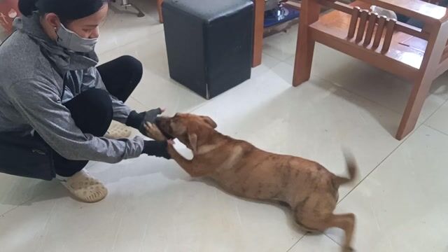 Chó Phú Quốc lai 4,5 tháng đã tiêm. Mua bán Chó tại Quận Nam Từ Liêm Hà Nội được đăng bởi Trần Bá Khoa hình 1