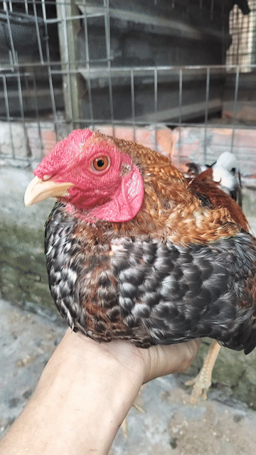cú lửa 1.4kg. Mua bán Gà tại Thành phố Vĩnh Long Vĩnh Long được đăng bởi Gà tre lai Vĩnh Long hình 1