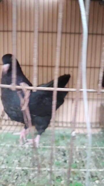 Bồ câu gà Đen 5 tháng tuổi. Mua bán Chim tại Quận 11 Tp Hồ Chí Minh được đăng bởi Vũ Trọng Chín hình 1