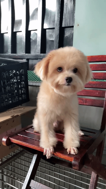 Trai mắt 2 màu siêu hiếm. Mua bán Chó tại Huyện Nhà Bè Tp Hồ Chí Minh được đăng bởi PET SHOP NẮNG hình 1