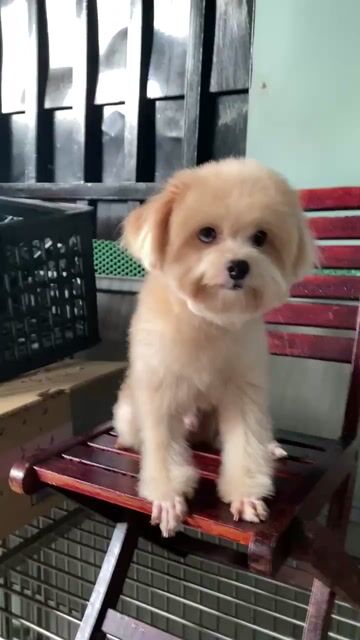 Trai mắt 2 màu siêu hiếm. Mua bán Chó tại Huyện Nhà Bè Tp Hồ Chí Minh được đăng bởi PET SHOP NẮNG hình 1