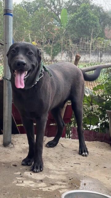 Chó Đen đực 7 tháng. Mua bán Chó tại Huyện Triệu Sơn Thanh Hóa được đăng bởi Lê Toàn hình 1