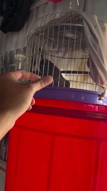 Chim cu gáy khách thuần người. Mua bán Chim tại Quận 8 Tp Hồ Chí Minh được đăng bởi nguyễn hoàng duy hình 1