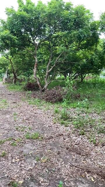 Cây nhãn 30 năm tuổi Bình Phước. Mua bán Cây cảnh, đồ trang trí tại Thị xã Bình Long Bình Phước được đăng bởi Quang Pham hình 1