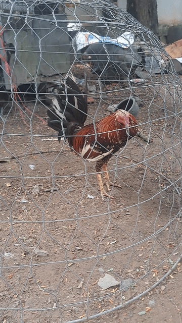 Gà trống Nâu đỏ 1.65kg. Mua bán Gà tại Thành phố Thủ Dầu Một Bình Dương được đăng bởi Hải Nguyễn hình 1