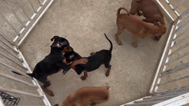 Chó Phốc hươu minpin. Mua bán Chó tại Huyện Hoài Đức Hà Nội được đăng bởi Lạc Lạc  hình 1