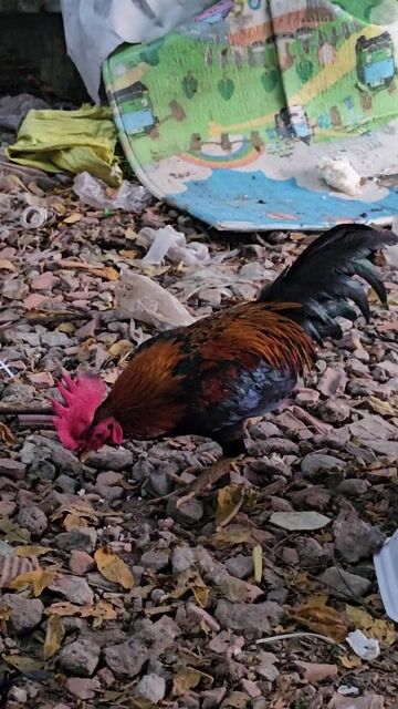 Gà Siu Cuban trống 9.5 lạng. Mua bán Gà tại Huyện Hóc Môn Tp Hồ Chí Minh được đăng bởi NHÀN GÀ MỸ hình 1