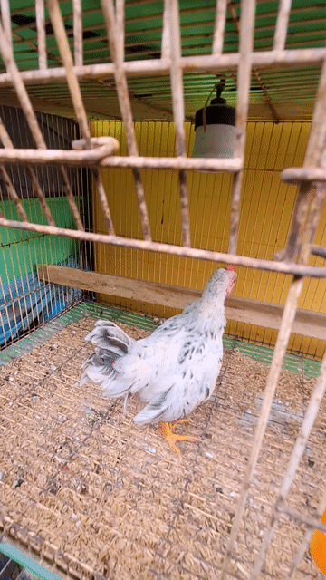 Gà Chuối Tuyết Cọc trống 3 tháng. Mua bán Gà tại Quận 3 Tp Hồ Chí Minh được đăng bởi Phuong hình 1
