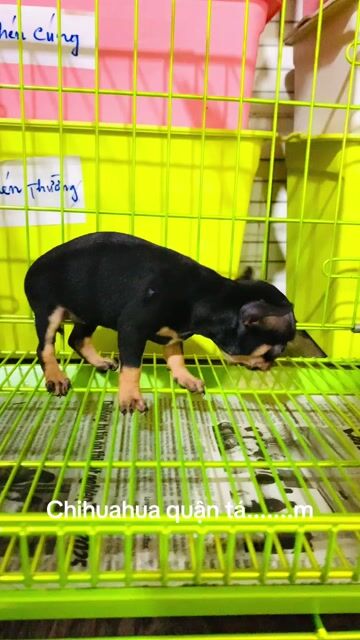 Chihuahua mini. Mua bán Chó tại Quận 8 Tp Hồ Chí Minh được đăng bởi Nguyễn Mạnh  hình 1