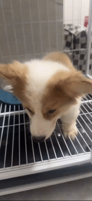 Chó Corgi Vàng trắng. Mua bán Chó tại Quận Bình Thạnh Tp Hồ Chí Minh được đăng bởi Thu Thu hình 1