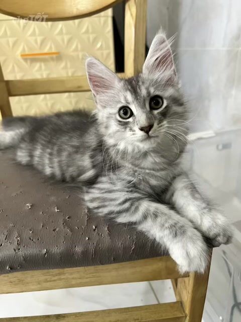 Mèo Maine Coon thuần chủng < 3 tháng đã tiêm 2 mũi. Mua bán Mèo tại Thành phố Thủ Đức Tp Hồ Chí Minh được đăng bởi Qingqing hình 1