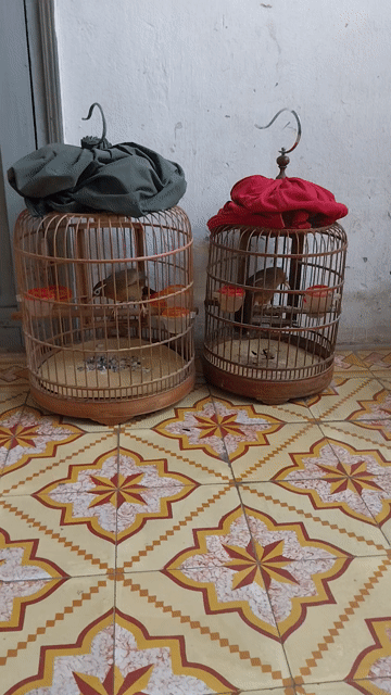 bán căp chim màu vàng xanh. Mua bán Chim tại Quận Hai Bà Trưng Hà Nội được đăng bởi Thủy  hình 1