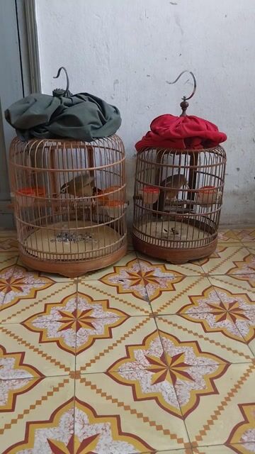 bán căp chim màu vàng xanh. Mua bán Chim tại Quận Hai Bà Trưng Hà Nội được đăng bởi Thủy  hình 1