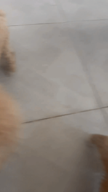 Chó Poodle nâu mới đẻ đã tiêm. Mua bán Chó tại Quận Liên Chiểu Đà Nẵng được đăng bởi bùi thị thu thanh  hình 1