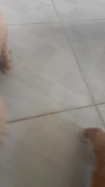 Chó Poodle nâu mới đẻ đã tiêm. Mua bán Chó tại Quận Liên Chiểu Đà Nẵng được đăng bởi bùi thị thu thanh  hình 1