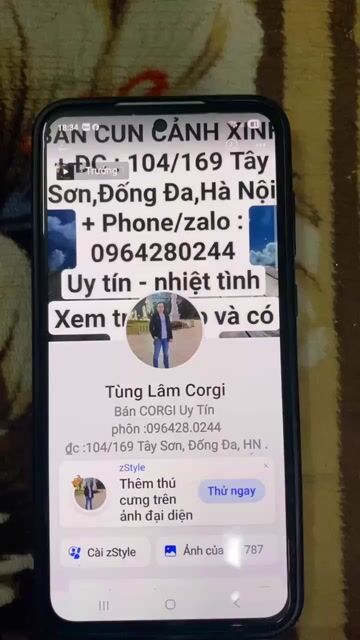 Corgi ! Corgi ! Corgi ! Corgi ! Corgi ! Corgi !!!!. Mua bán Chó tại Quận Đống Đa Hà Nội được đăng bởi Tùng Lâm corgi hình 1