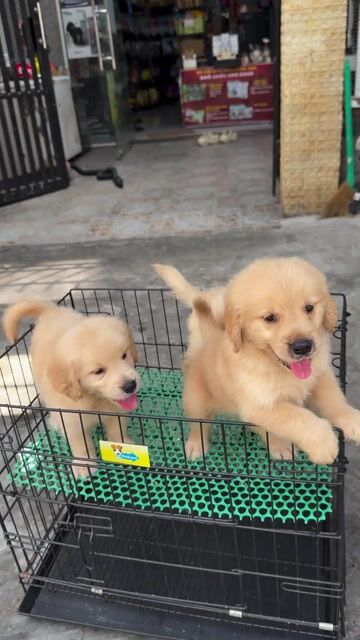 Chó Golden Retriever đã tiêm đủ vacxin. Mua bán Chó tại Quận Liên Chiểu Đà Nẵng được đăng bởi Pet House hình 1