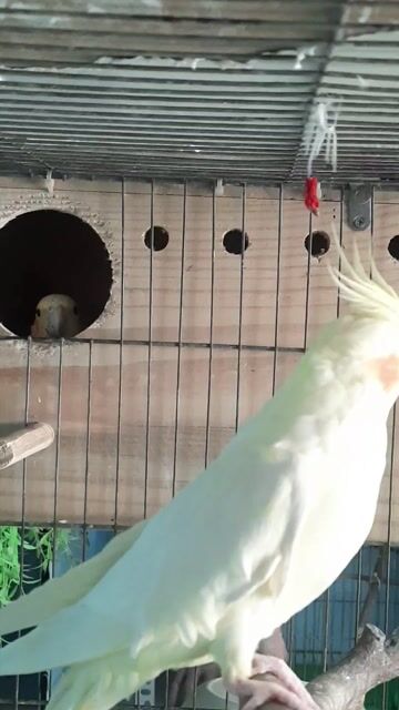 Chim Vẹt Cockatiel Baby Cặp sinh sản. Mua bán Chim tại Quận Gò Vấp Tp Hồ Chí Minh được đăng bởi Chim cảnh sài gòn hình 1