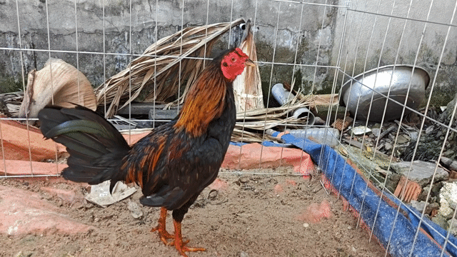 que tre. Mua bán Gà tại Quận 12 Tp Hồ Chí Minh được đăng bởi Cao Huy  hình 1