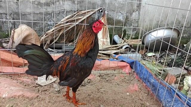 que tre. Mua bán Gà tại Quận 12 Tp Hồ Chí Minh được đăng bởi Cao Huy  hình 1