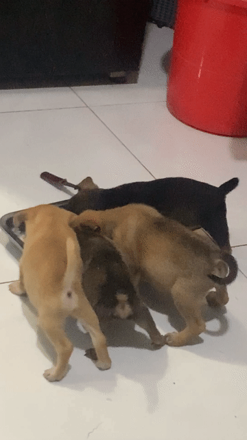 Chó con nhiều màu 1.5 tháng. Mua bán Chó tại Quận 12 Tp Hồ Chí Minh được đăng bởi hoa hình 1