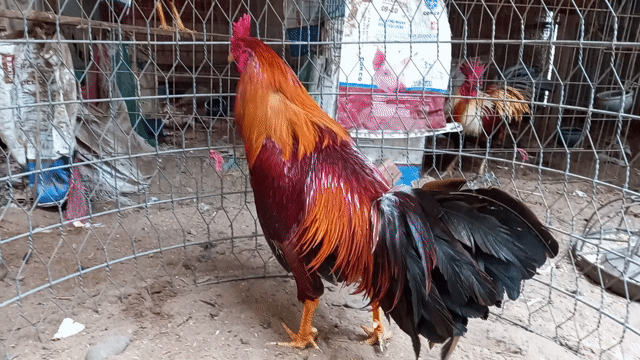 Khét 3.2kg tay dầy đặc . Mua bán Gà tại Huyện Giồng Trôm Bến Tre được đăng bởi Trần Quang Thanh hình 1