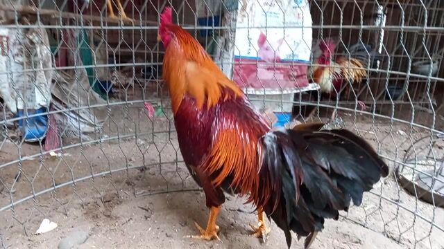 Khét 3.2kg tay dầy đặc . Mua bán Gà tại Huyện Giồng Trôm Bến Tre được đăng bởi Trần Quang Thanh hình 1