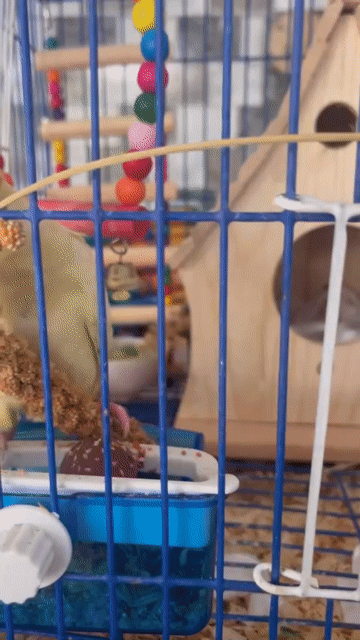 Vẹt La Mã Vàng nhạt. Mua bán Chim tại Quận Sơn Trà Đà Nẵng được đăng bởi Trần văn pháp hình 1
