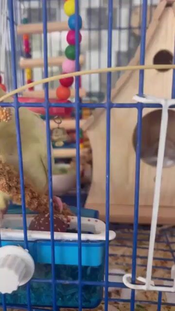 Vẹt La Mã Vàng nhạt. Mua bán Chim tại Quận Sơn Trà Đà Nẵng được đăng bởi Trần văn pháp hình 1