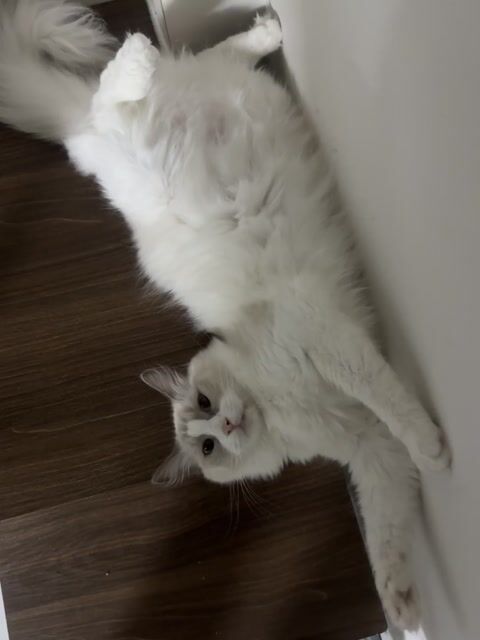 Ragdoll cái 18 tháng Trắng. Mua bán Mèo tại Thành phố Thủ Đức Tp Hồ Chí Minh được đăng bởi Khánh hình 1