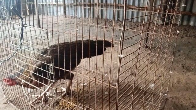 Gà cảnh khỏe mạnh. Mua bán Gà tại Huyện Chợ Mới An Giang được đăng bởi Nhựt Dương hình 1