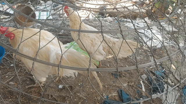 Gà chọi chân xanh 3.4kg 2 cựa chỉ địa. Mua bán Gà tại Huyện Trà Ôn Vĩnh Long được đăng bởi Tập nuôi gà hình 1